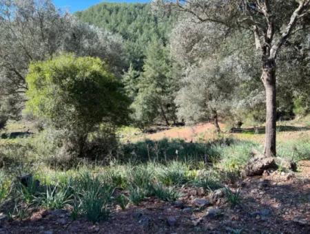 Land For Sale In Nature And Forest In Gökbel