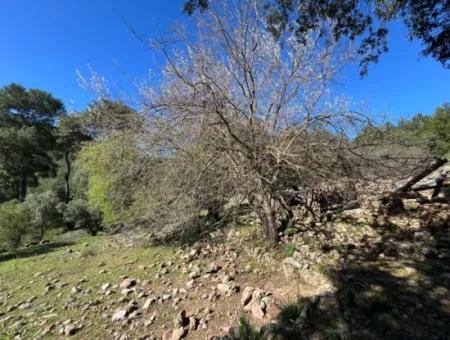 Land For Sale In Nature And Forest In Gökbel