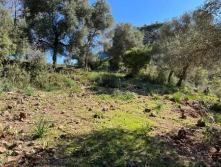 Land For Sale In Nature And Forest In Gökbel