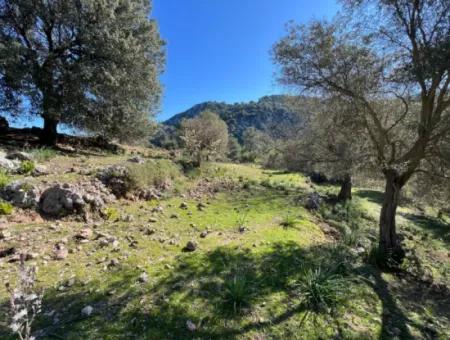 Land For Sale In Nature And Forest In Gökbel