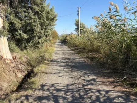 21500M2 Pomegranate Orchard For Sale In Eskiköy