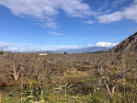 Land For Sale In Dalyan Istuzu Yollu On 24,000M2 Pomegranate Garden For Sale