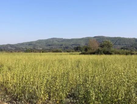 For Sale In Akçapinar 100 Acres For Sale