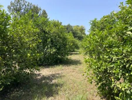 10.000M2 Land For Sale In The Village Built-Up Area In Okçular