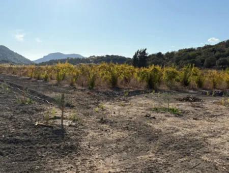 19.663M2 Farm Land And House For Sale In Eskiköy