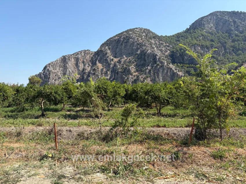 Для продажи Поле в Dalyan Ortaca - Под Поле застройку - 20.786 m²
