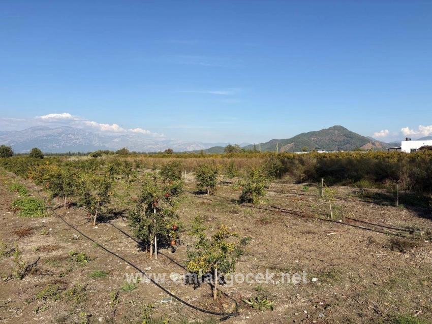 Для продажи Поле в Eskiköy Ortaca - Под Поле застройку - 21.500 m²