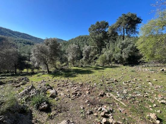 Продается Земельный Участок В Гёкбеле, В Окружении Природы И Леса.