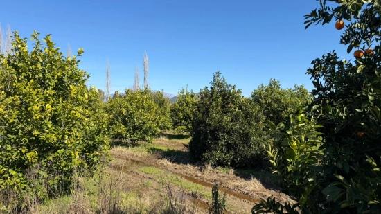 Продается Земельный Участок Площадью 2 218 М² В Окчуларе, Мармарис.