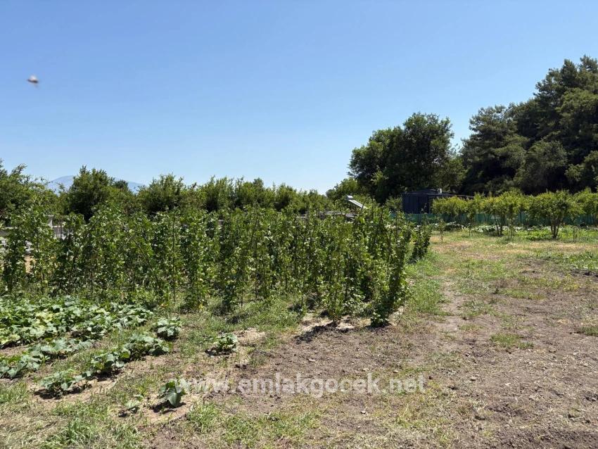 Dalyan Karadağ Mevkiinde 2500m2 Tarla İçerisinde 120m2 Müstakil Ahşap Ev