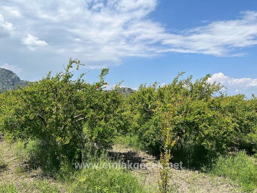Dalyan Maraş Mevkiinden 5,100m2 %5 Konut İmarlı Satılık Arsa