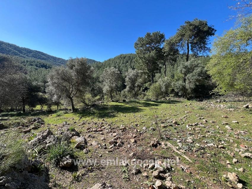 Gökbel'de Doğa Ve Orman İçerisinde Satılık Tarla