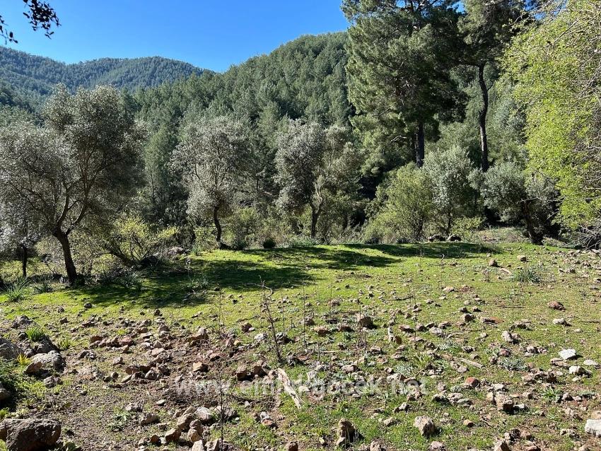 Gökbel'de Doğa Ve Orman İçerisinde Satılık Tarla