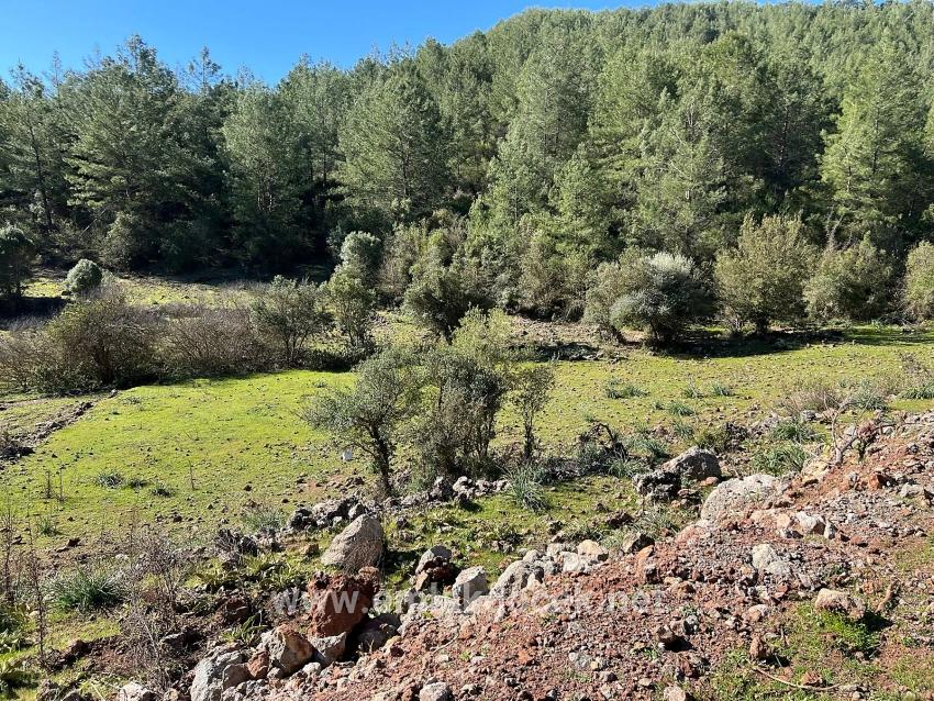 Gökbel'de Doğa Ve Orman İçerisinde Satılık Tarla