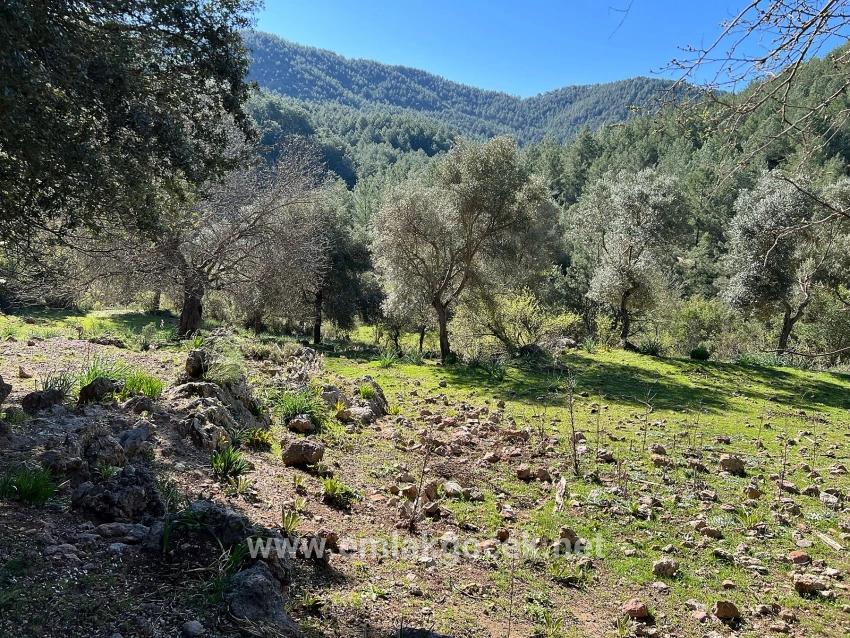 Gökbel'de Doğa Ve Orman İçerisinde Satılık Tarla