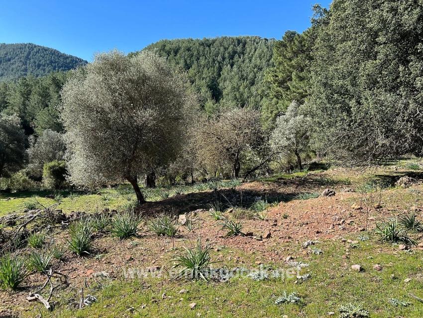 Gökbel'de Doğa Ve Orman İçerisinde Satılık Tarla