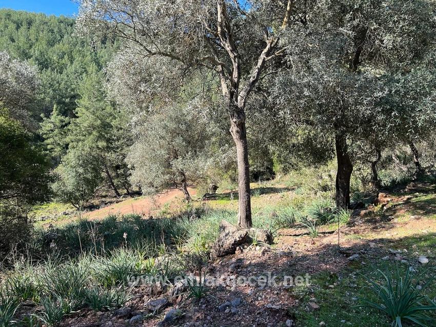 Gökbel'de Doğa Ve Orman İçerisinde Satılık Tarla