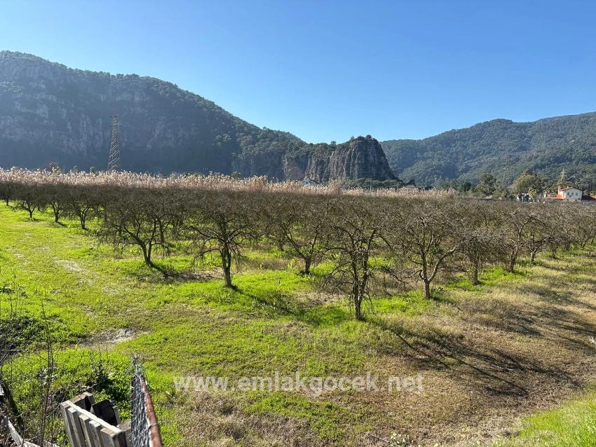 Dalyan'da Bağ Bahçe Olarak 5985m2 %5 İmarlı Satılık Arsa