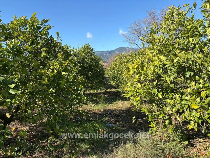 Dalyan'da 16.500m2 Satılık Limon Bahçesi