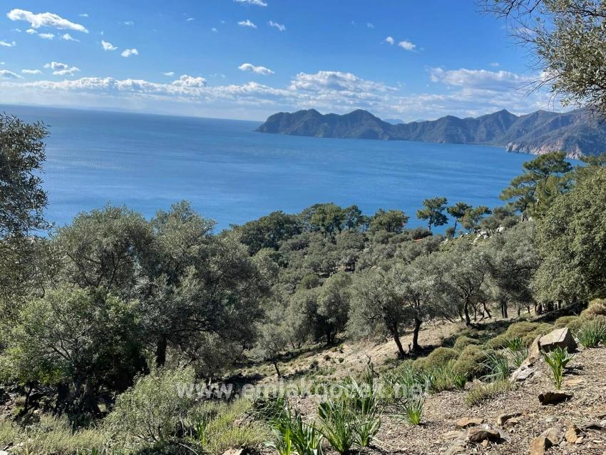 Çandır Full Deniz Manzaralı 20.000m2 Satılık 2b