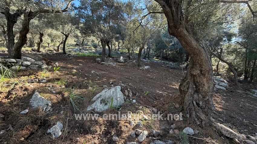 Köyceğiz Çandır Mah. Satılık Tarla - Konut İmar Durumlu - 5.715 m²