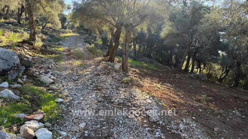 Çandır'da Full Deniz Manzaralı 5715m2 Satılık 2b Tarla