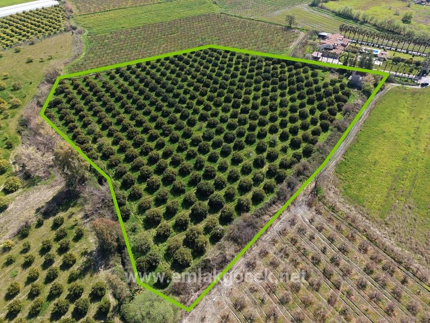 Dalyan Merkeze Yakın 17.550m2 Satılık Bağ-bahçe