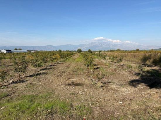 Eskiköy'de 21500m2 Satılık Nar Bahçesi
