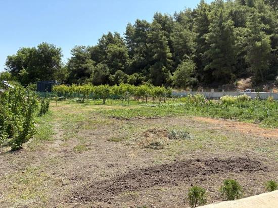 Dalyan Karadağ Mevkiinde 2500m2 Tarla İçerisinde 120m2 Müstakil Ahşap Ev