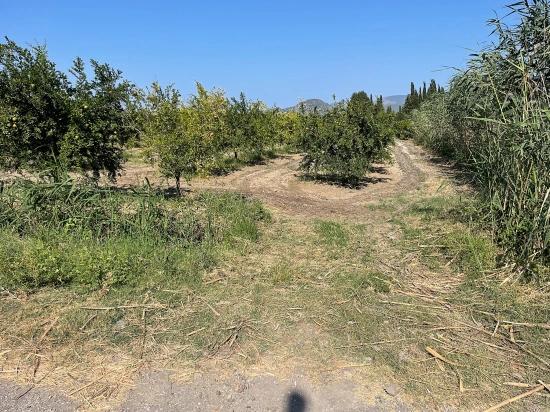 Dalyan Arıkbaşı Gerendüzü Mevkiinde 10,000m2 Satılık Nar Bahçesi