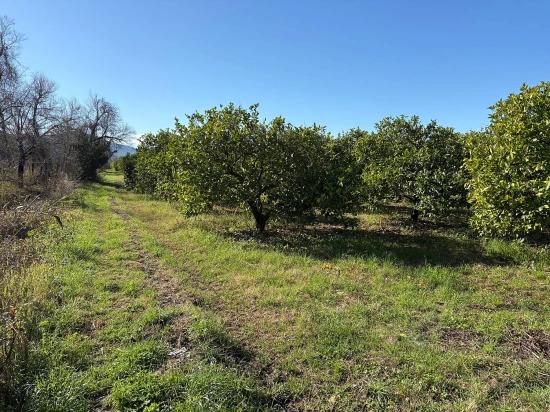 Dalyan'da 16.500m2 Satılık Limon Bahçesi