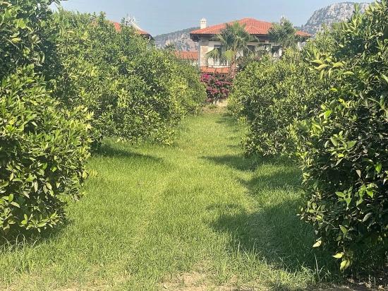 Dalyan Gülpınar'da 722m2 Satılık Arsa