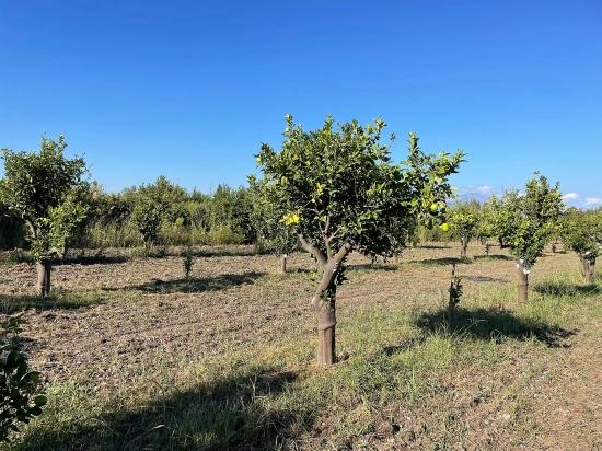 Dalyan'da Merkeze Yakın 6600m2 Satılık Tarla