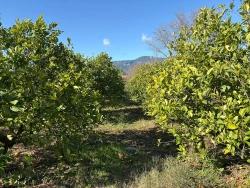 Ortaca Dalyan Mah. Satılık Tarla - Tarla İmar Durumlu - 16.500 m²