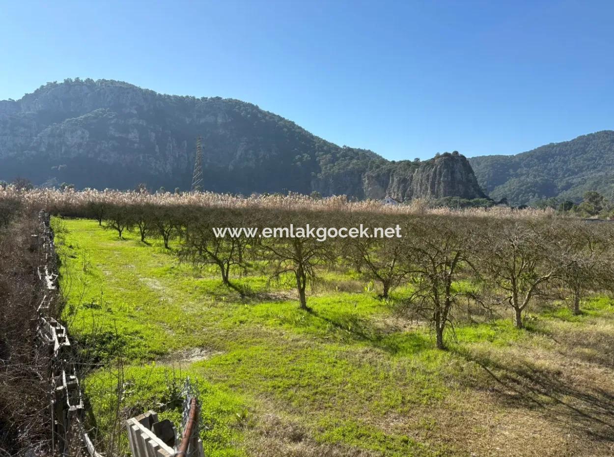 Dalyan'da Bağ Bahçe Olarak 5985M2 %5 İmarlı Satılık Arsa