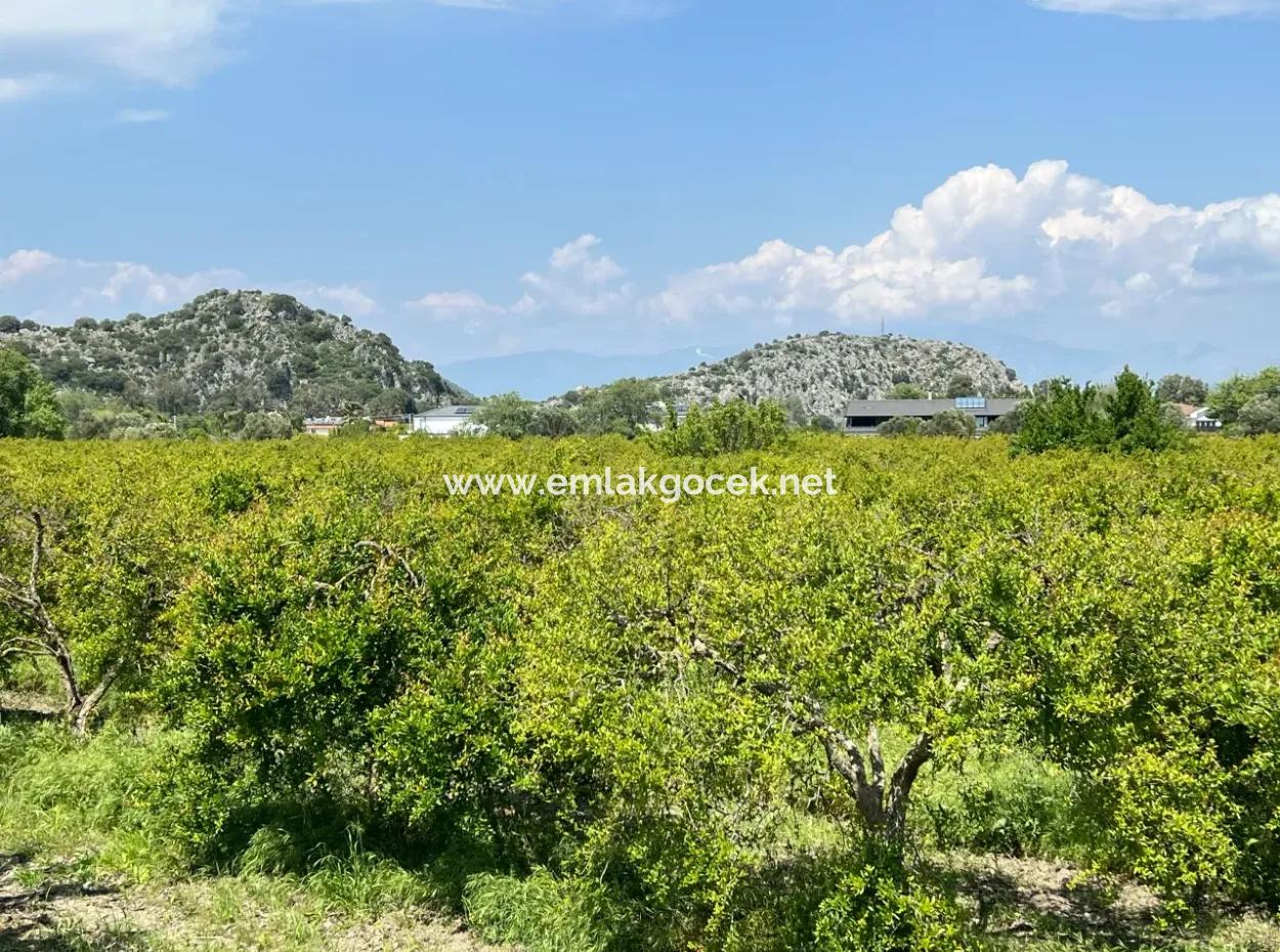 Dalyan Maraş Mevkiinden 5,100M2 %5 Konut İmarlı Satılık Arsa