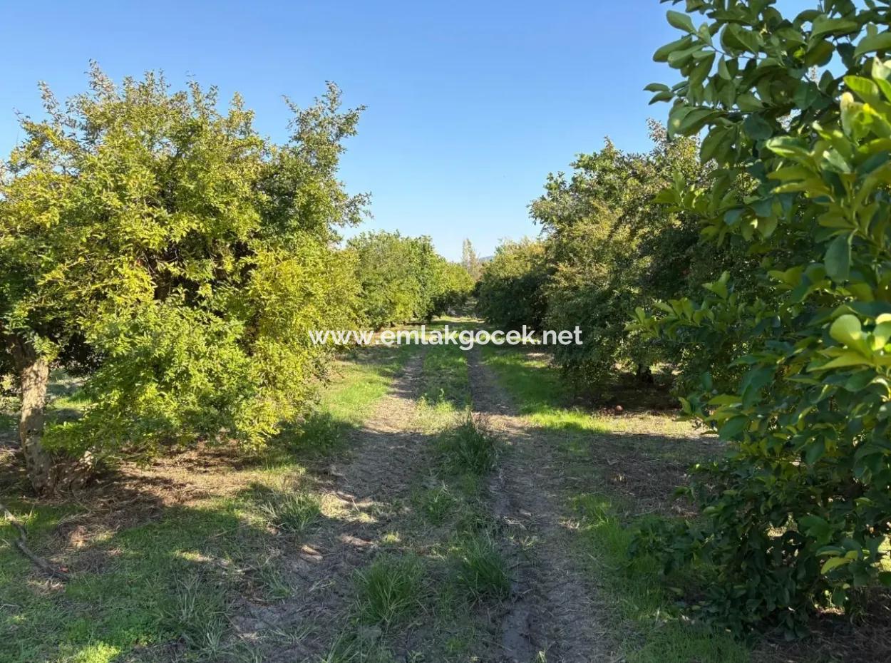Eskiköy'de 6150M2 Satılık Limon Ve Nar Bahçesi