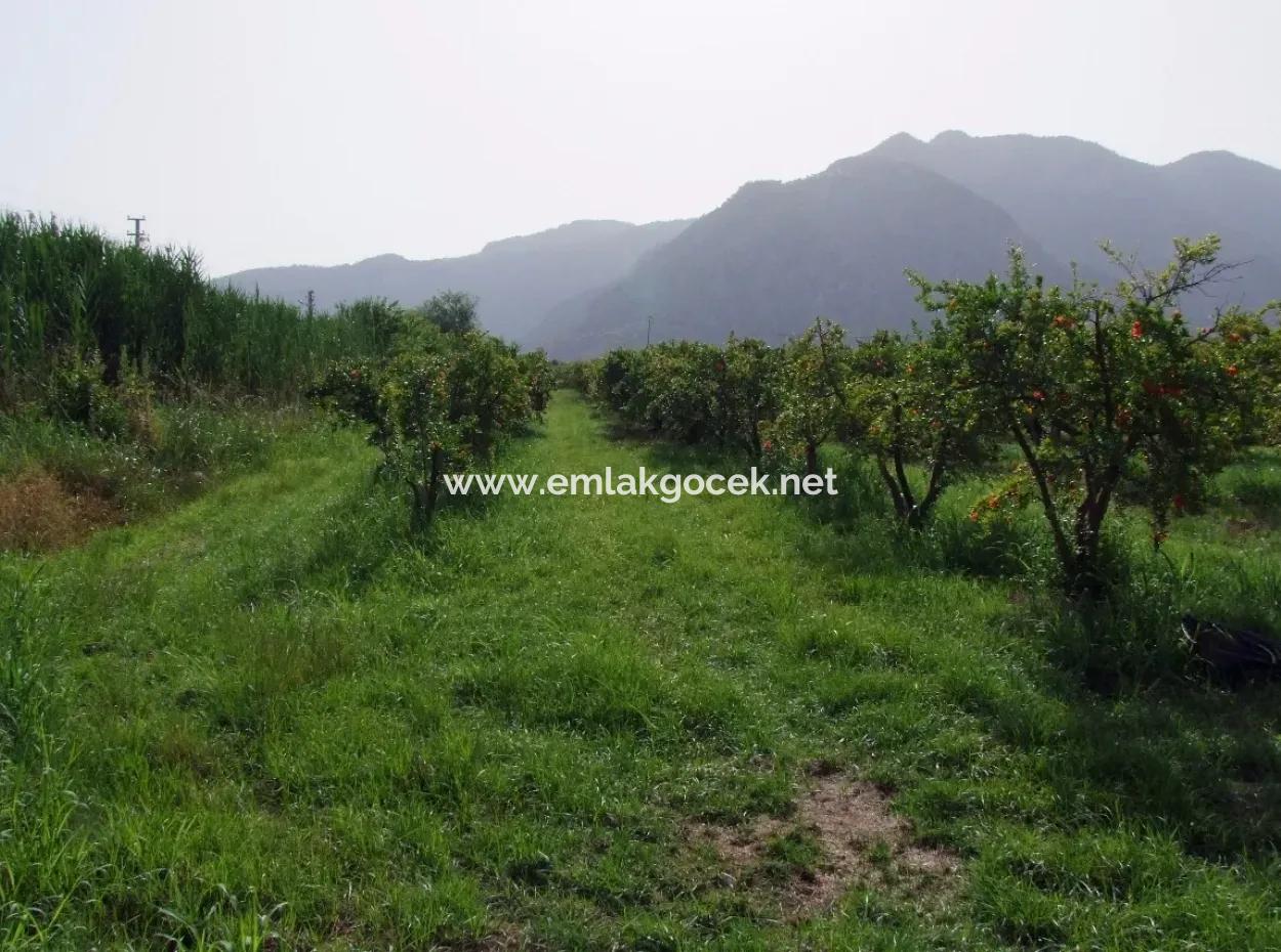 Dalyan İztuzu Satılık Bahçe Dalyan Göle Sıfır Satılık Arsa