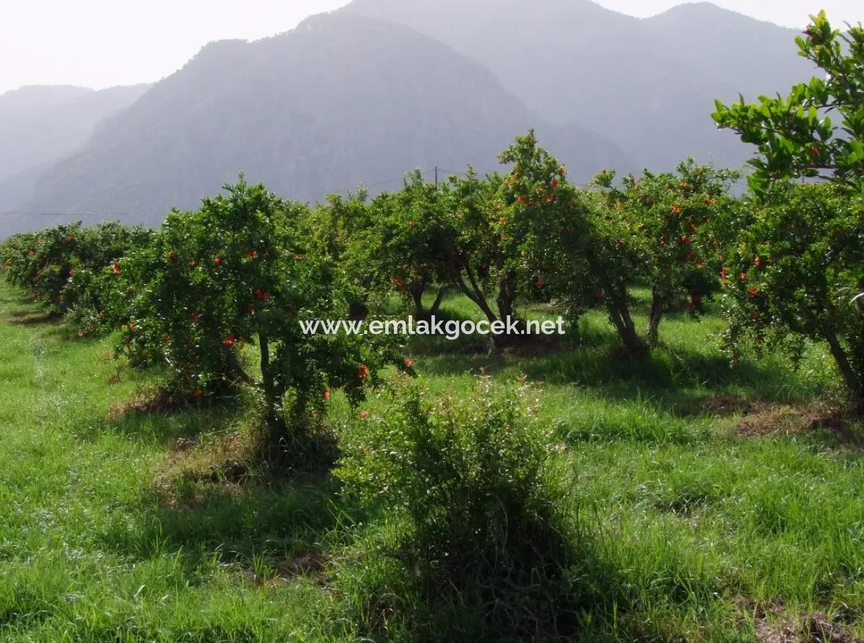 Dalyan İztuzu Satılık Bahçe Dalyan Göle Sıfır Satılık Arsa
