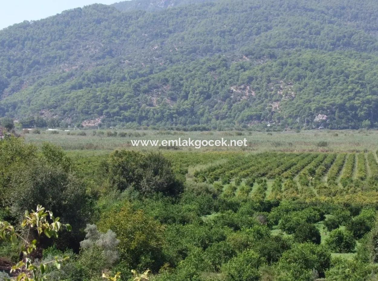 Dalyan Satılık Tarla Dalyan 73410M2 Satılık Tarla