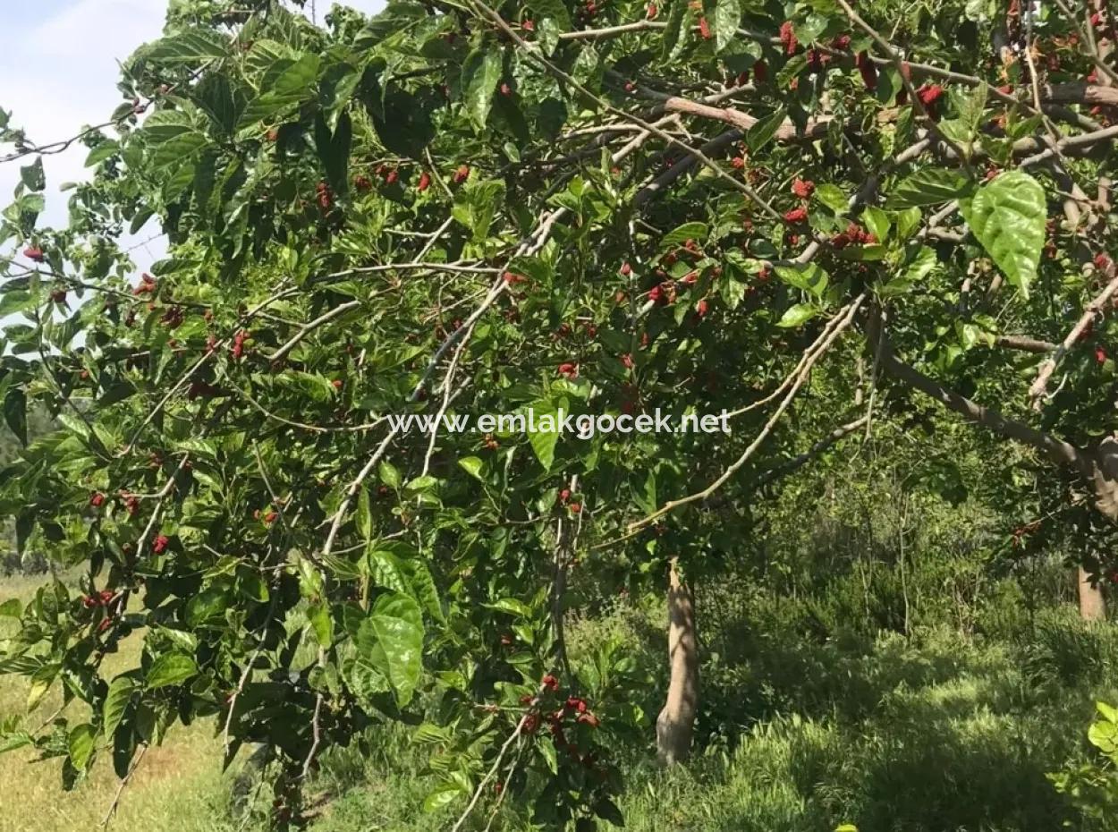 Seydikemer Korubükün Satılık 76000M2 Ciftlik Arazisi