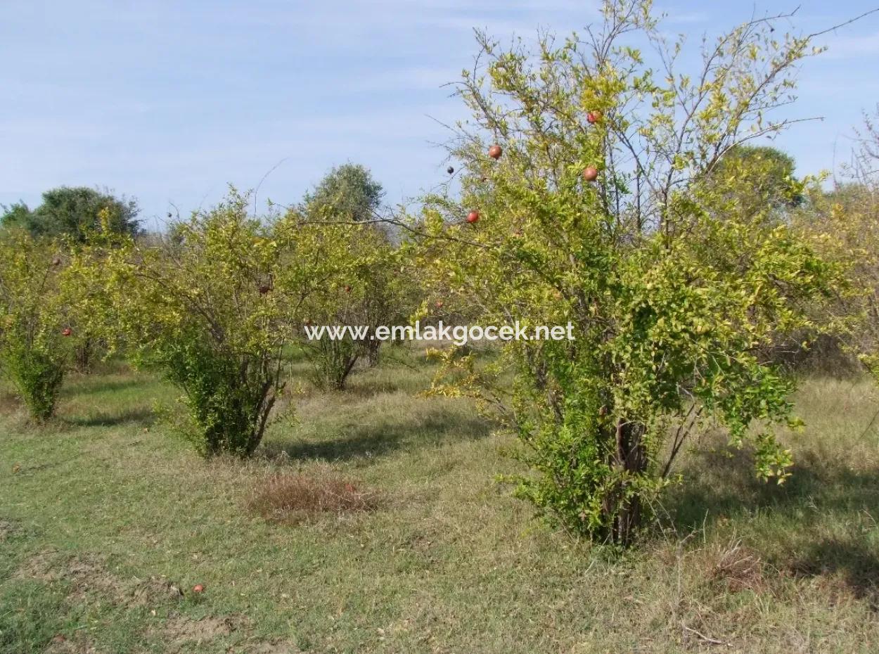 Güzelyurt Satılık Arsa  Köy Yerleşik 6670M2 Satılık Arazi