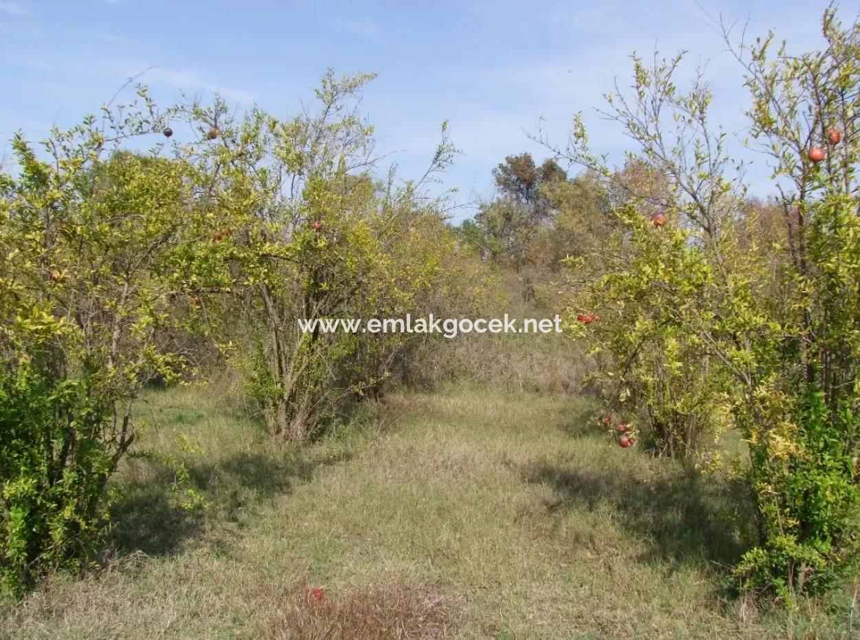 Güzelyurt Satılık Arsa  Köy Yerleşik 6670M2 Satılık Arazi