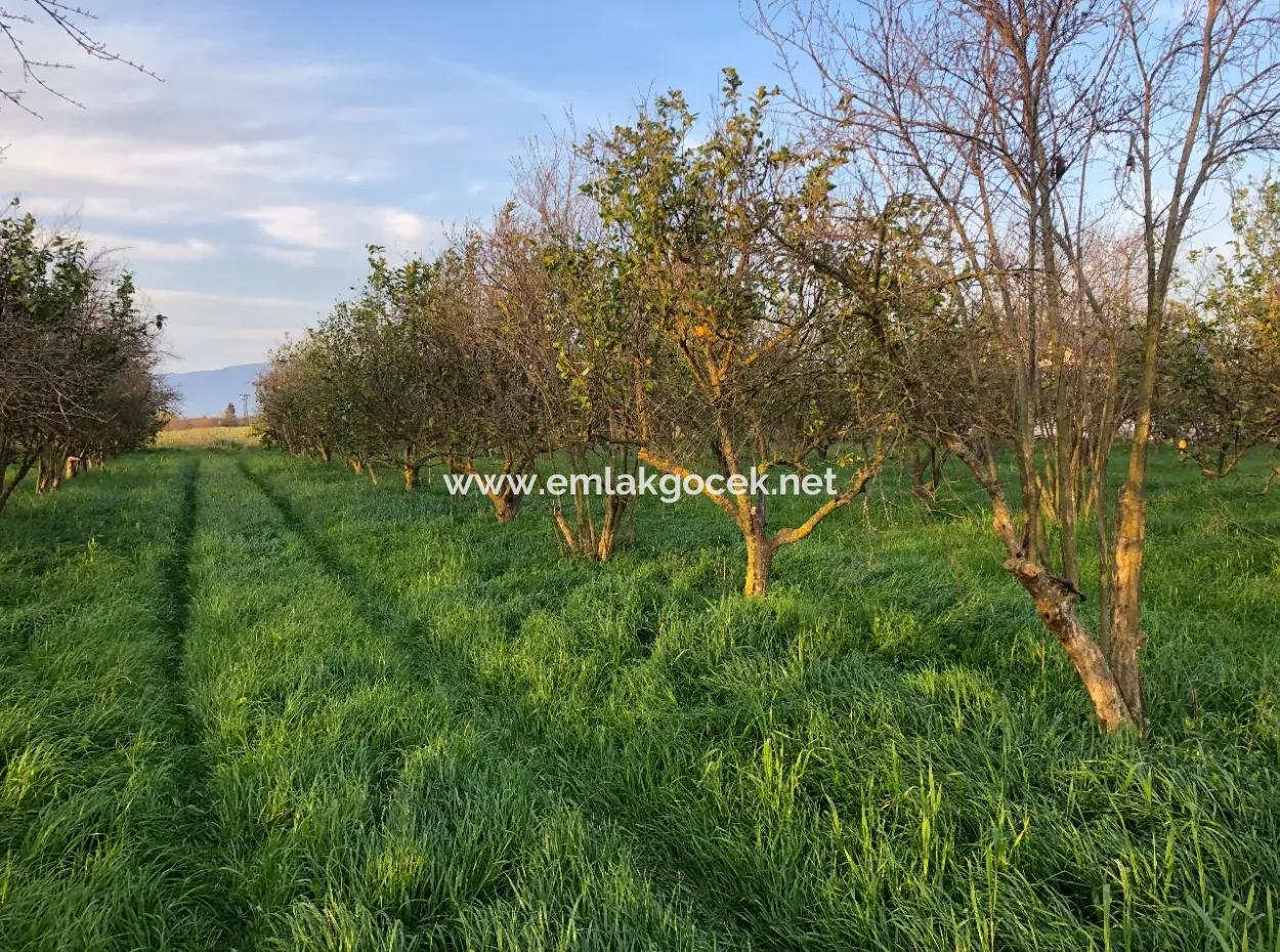 Okçular Satılık Arsa 4707M2 Satılık Arsa