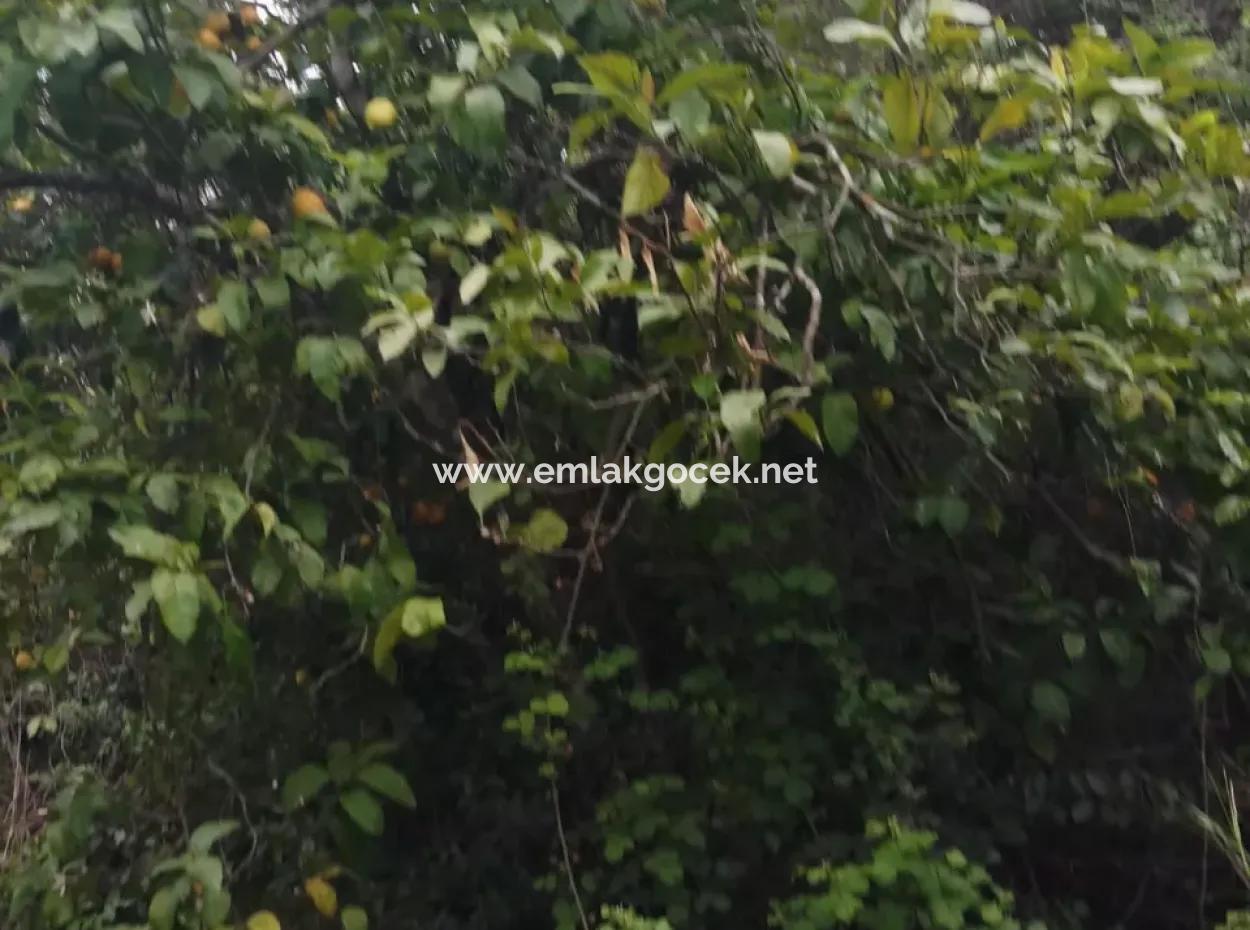 Çamlida  Satılık Arsa 11516M2 Satlık Bahçe