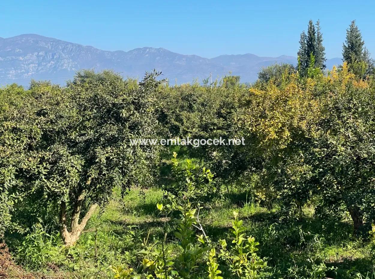 Dalyan'da Satılık 2223M2 Tarla