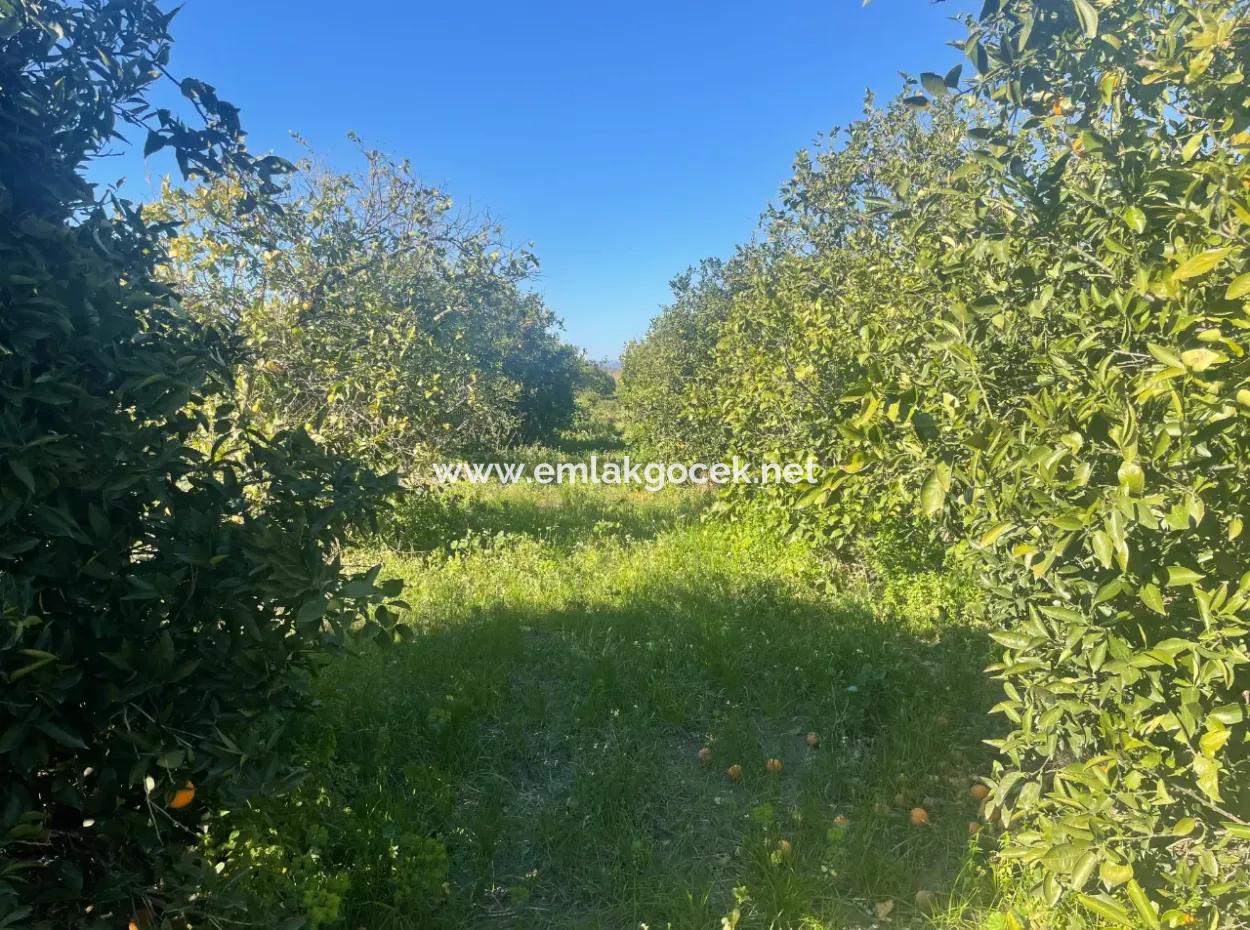 Dalyan Satılık Arsa 5227M2 Satılık Arsa