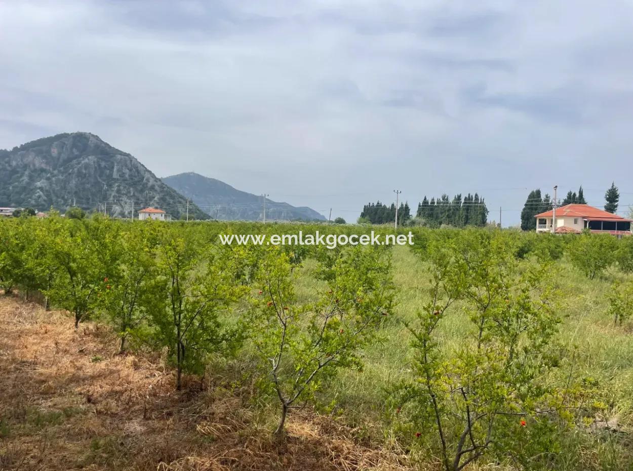 Dalyan'da 6500M2 Satılık Tarla