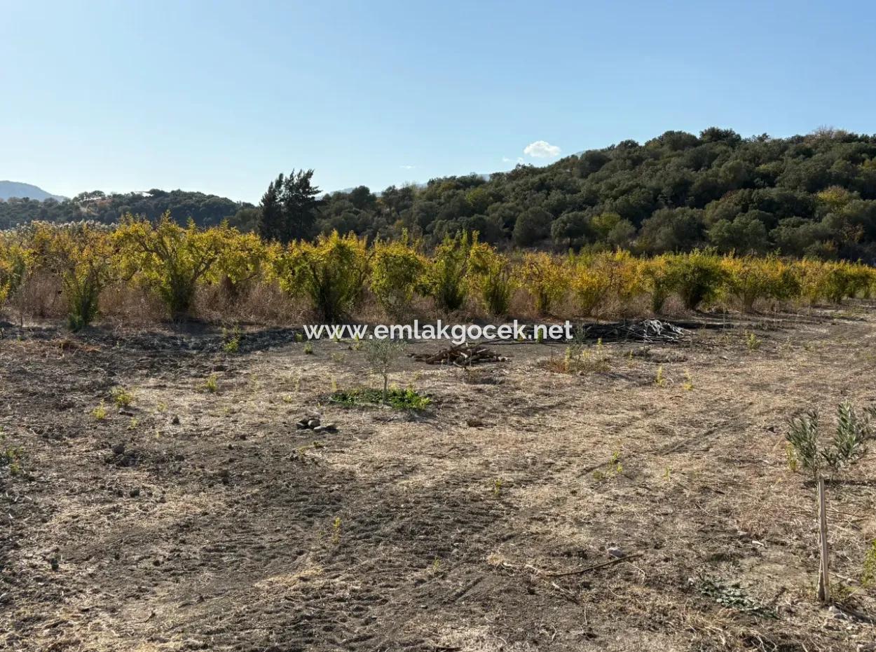 Eskiköy'de 19.663M2 Çiftlik Arazisi Ve Ev Satılıktır