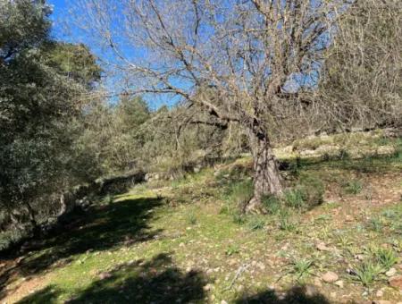 Gökbel'de Doğa Ve Orman İçerisinde Satılık Tarla